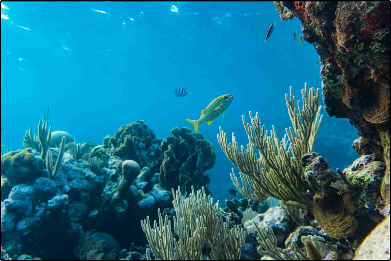 Close-up of a yellow and silver fish exploring vibrant coral formations underwater